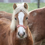 lenonharde melken 078