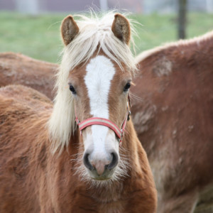 lenonharde melken 078